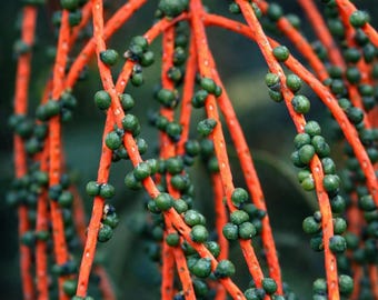 Impresión fotográfica botánica de ramas tropicales anaranjadas con bayas verdes (descarga digital)