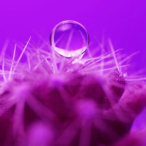 May include: Close-up of a purple cactus with sharp spines, topped with a clear water droplet. The droplet reflects the purple background, creating a vibrant and detailed image. The image highlights the texture and color of the plant.
