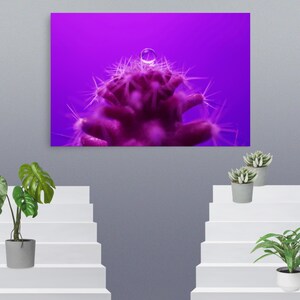 Puede incluir: Un cuadro rectangular que muestra una vista macro de la parte superior de un cactus con una gota de agua clara sobre sus espinas, sobre un fondo morado vibrante. El cactus es de color morado oscuro con agujas afiladas y claras.