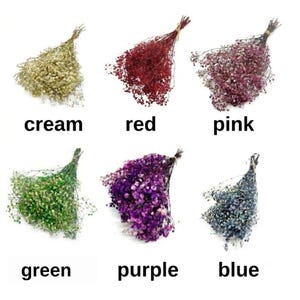 May include: Six small bundles of dried baby's breath flowers arranged in two rows. The colors are cream, red, pink, green, purple, and blue. Each bundle is tied with twine at the stem. The text labels cream, red, pink, green, purple, and blue are present.