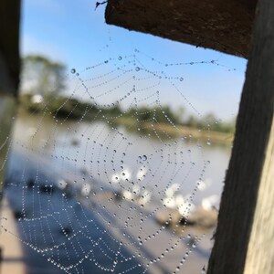 May include: A spider's web covered in water droplets, with a blurred background of a lake and trees. The web is attached to wooden beams, with a clear blue sky in the background.