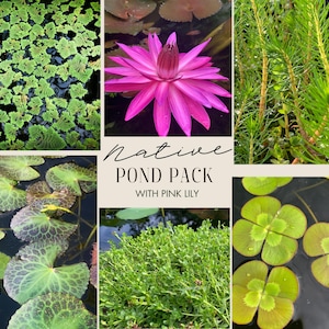 May include: A selection of aquatic plants and a bright pink water lily. The image shows different green plants, including floating plants and lily pads. Text reads "Native Pond Pack with Pink Lily."