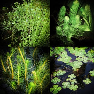 May include: A collage of aquatic plants in various shades of green. The image features close-ups of different types of plants, including leafy stems, feathery fronds, and floating four-leaf clovers, set against a dark background.