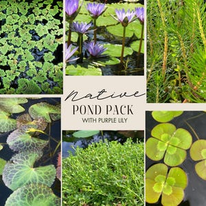 May include: A collage featuring aquatic plants and purple water lilies. The image showcases close-ups of diverse green plants, such as lily pads, floating plants, and a patch of small, green ground cover. The text "NATIVE POND PACK WITH PURPLE LILY" is also visible.