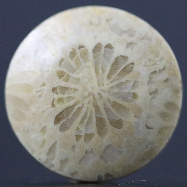 Antique White Fossil Coral Coin Shape Round Cabochon Petoskey Stone Ring Pendant Jewelry Designers Fossilized Ocean Specimen 14MM | 7 CARATS