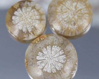 Trío de cabujones de coral fósil agatizado, diseño de flores redondas, 20 ct