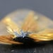 Quartz Rutile Naturel De 11,39 Carats - Pierre Splendide, Or, Neuf Sans Emballage