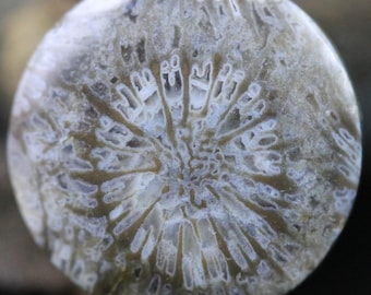 Coral fósil natural: Conexión con la naturaleza, gema curativa, 16 mm