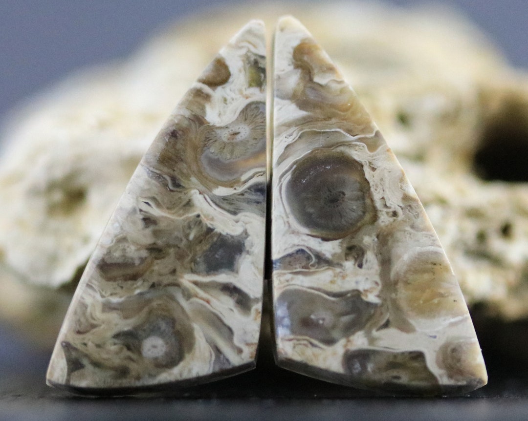 Pair Petrified Palm Tree Wood Root Fossil Bird’s Eye Agate Cabochon