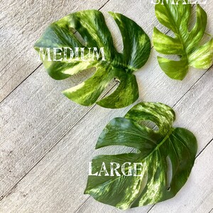 Monstera leaf hair clip, monstera barrette, houseplant barrette image 2