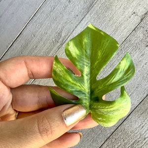 Monstera leaf hair clip, monstera barrette, houseplant barrette image 4