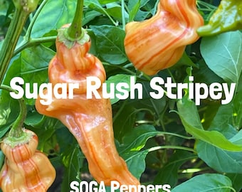 3 live Sugar Rush Stripey Pepper Plants – AKA Peach Stripey
