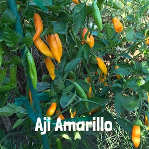 May include: Aji Amarillo chili peppers growing on a plant. The peppers are a vibrant orange color, with some still green. The plant has green leaves and is supported by a blue trellis. The text "Aji Amarillo" is displayed at the bottom.