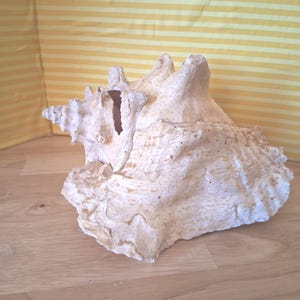 May include: A large, textured conch shell with a spiral shape and a wide, flared opening. The shell features a natural off-white and light tan color palette with a rough, calcified surface and prominent ridges along its exterior structure.