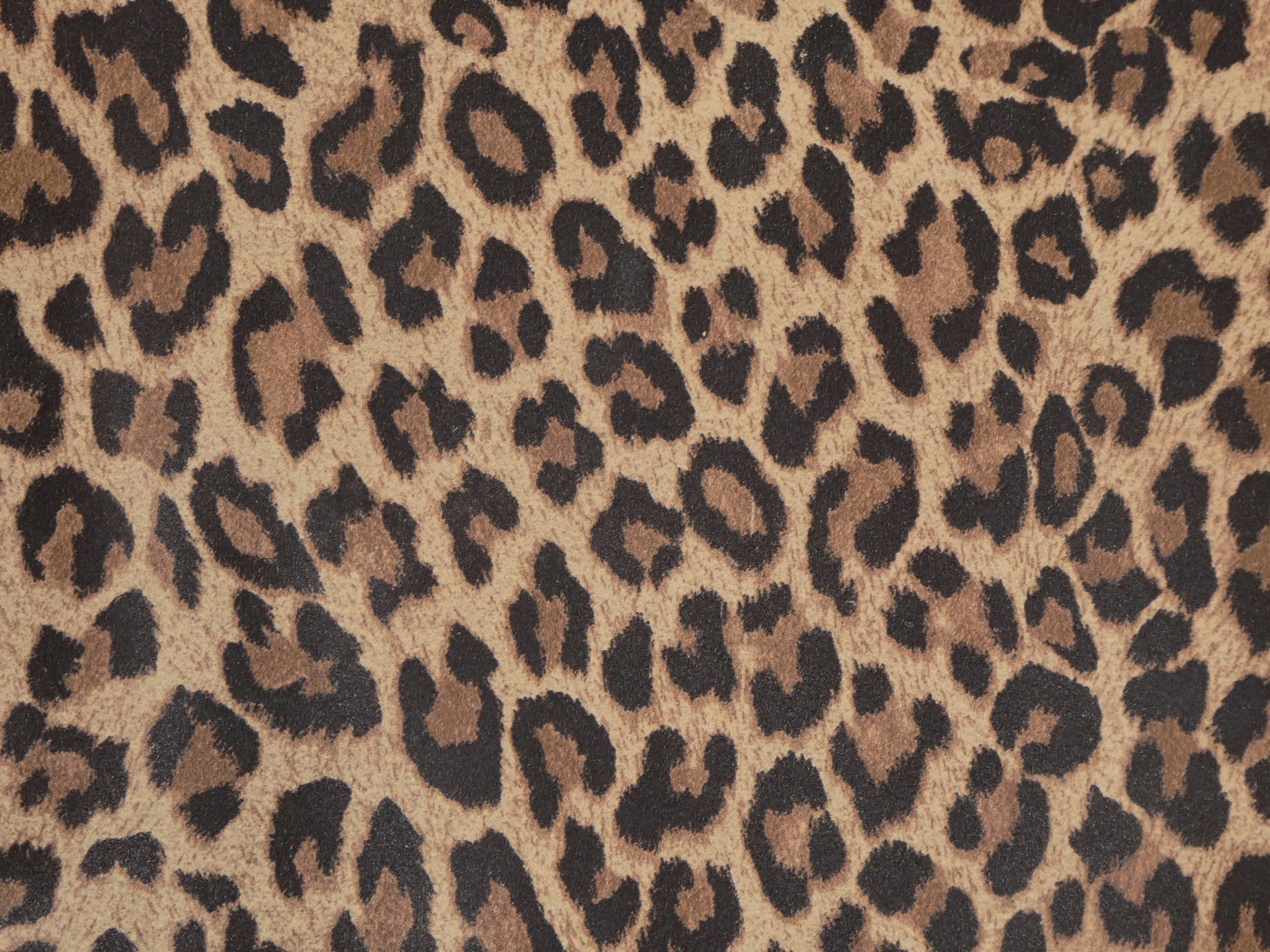 Leopard 8