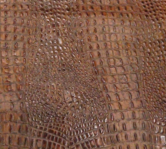 Alligator 5
