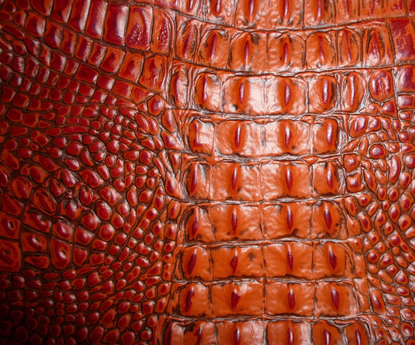 Limited Alligator 12