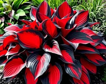 Red Black Hosta Bulbs, Shade Foliage Plant