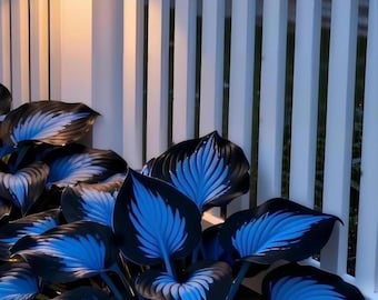 Blue-black hosta seeds - 100 seeds