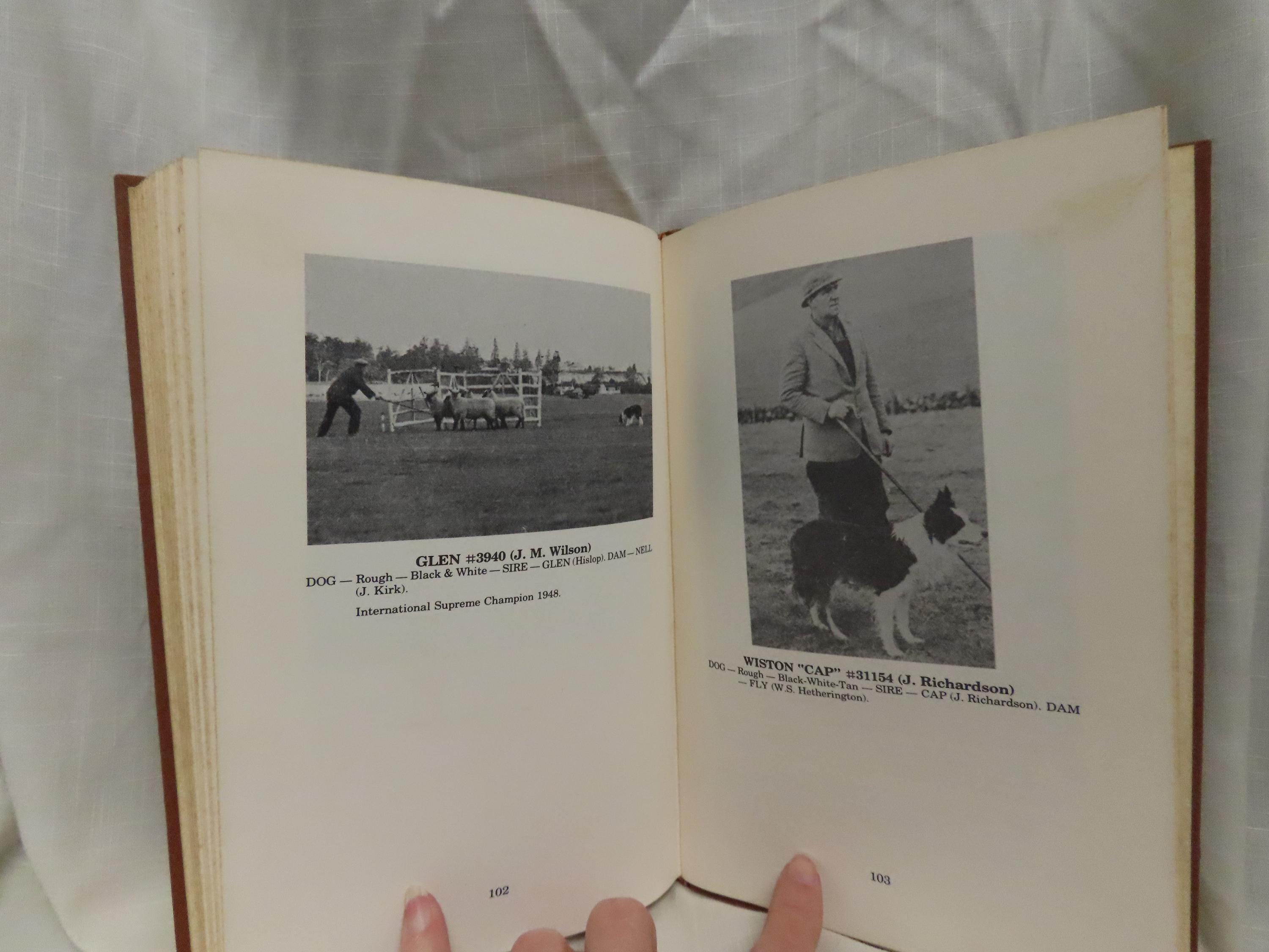Una vita con il collie da lavoro Il loro addestramento e la loro