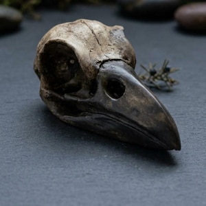 May include: A weathered bird skull featuring a textured, beige-toned cranium and a dark, pointed beak. The bone surface displays natural cracks and porous details, with deep, hollow eye sockets and a sharp, curved upper mandible structure.