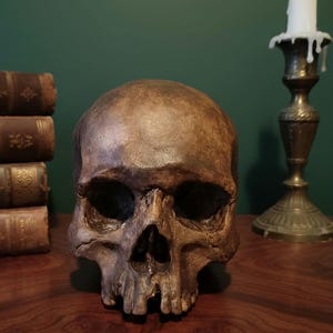Realistische Nachbildung eines menschlichen Schädels