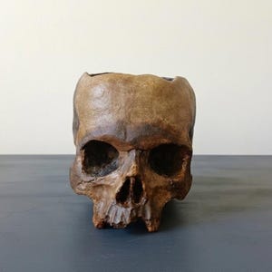 Peut inclure: Un objet décoratif en forme de crâne brun avec un dessus creux. Le crâne présente des orbites sombres, une cavité nasale et une mâchoire détaillée. L'objet est fait d'un matériau texturé et repose sur une surface sombre.