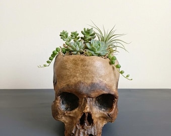 Peut inclure: Un pot en forme de crâne brun rempli de diverses succulentes vertes. Le pot a une apparence vieillie et patinée, avec des détails visibles de la structure du crâne. Les succulentes présentent une variété de formes et de textures.