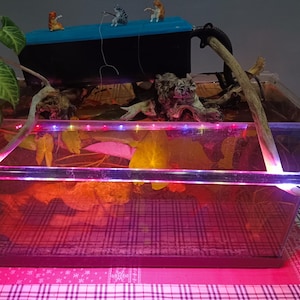 May include: A rectangular aquarium with a pink and red checkered base, illuminated by a multi-colored LED light. The tank contains leaves and driftwood, and is topped with a blue structure holding small cat figurines. A plant with green leaves is visible on the left.