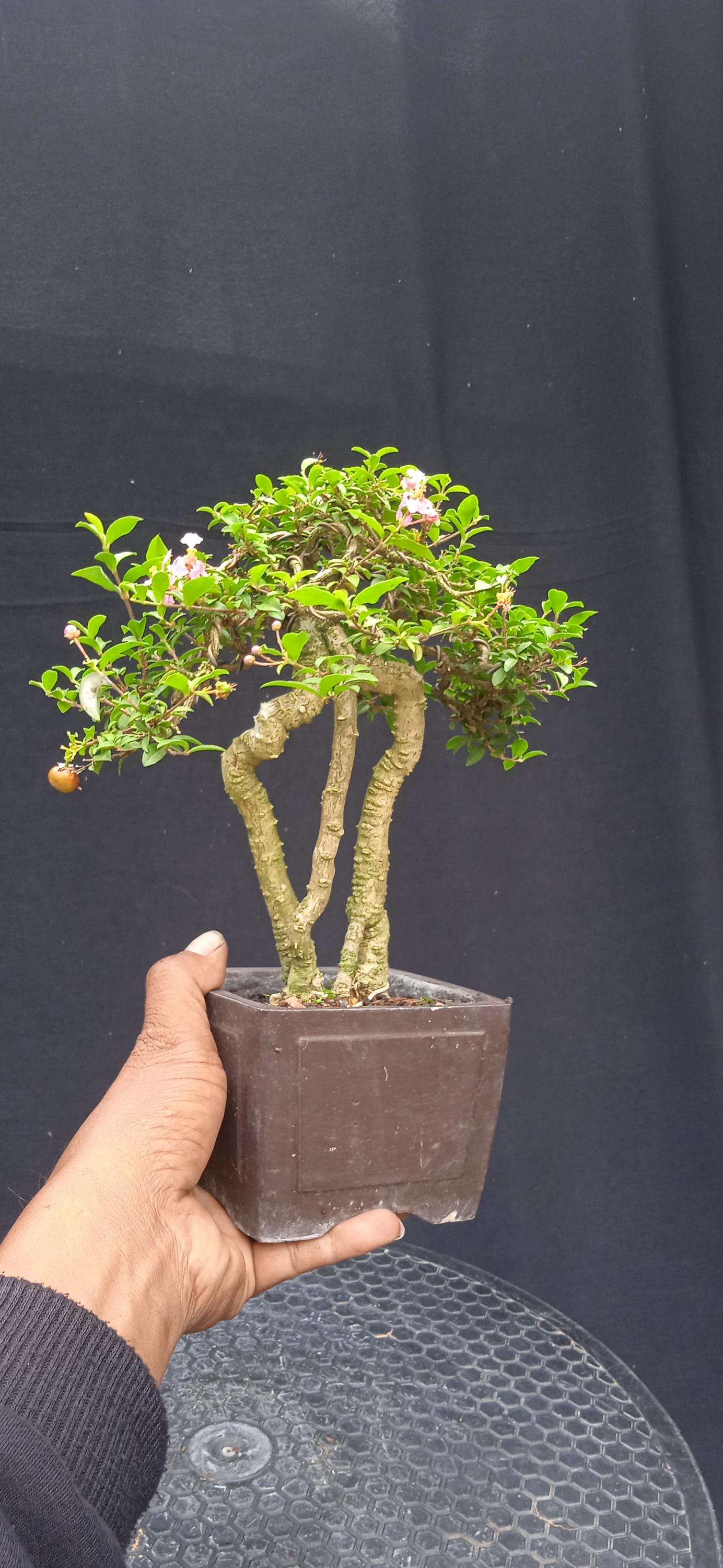 Exposed Root Bonsai - Etsy
