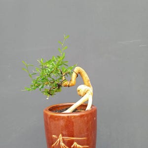 May include: A bonsai tree with a light-colored, curved trunk and small green leaves, secured with thin dark wire. The tree is planted in a tall, cylindrical, glossy brown ceramic pot featuring an etched mountain landscape design.