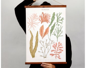 Seaweeds botanic illustration canvas poster - vintage educational chart illustration watercolor painting art print