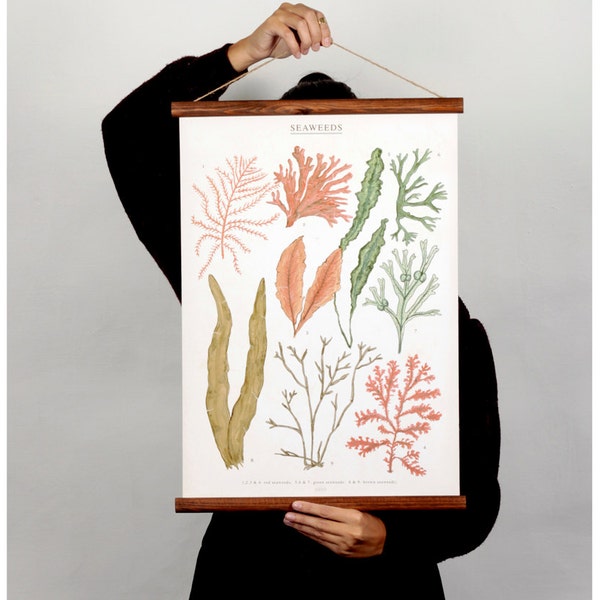 Seaweeds botanic illustration canvas poster - vintage educational chart illustration watercolor painting art print