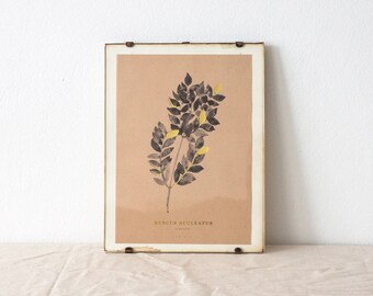 Ruscus Aculeatus herbarium botanical art print - carniceros de escoba acuarela papel de oro, plantas y amantes de la naturaleza en flores prensadas rosa melocotón