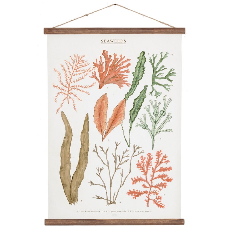 Seaweeds marine illustration Poster cotton canvas handmade educational chart, red and pink botanical watercolor art print image 2