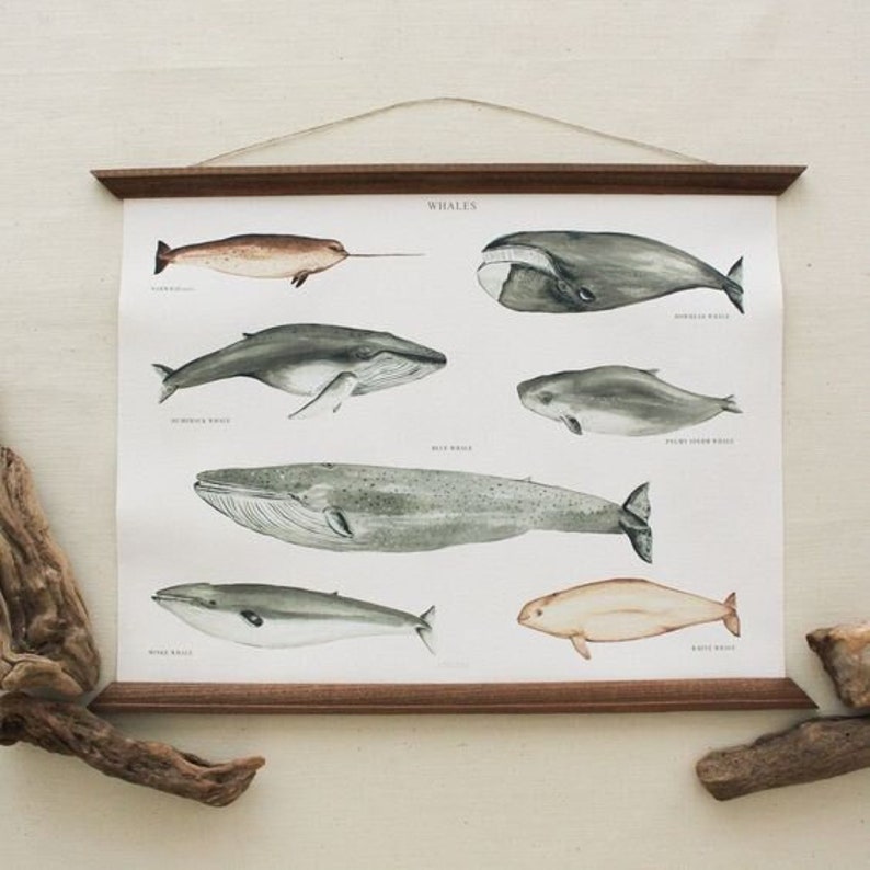 Whales Poster A3 Art Canvas handmade vintage inspired educational chart drawing illustration watercolor sea animal print home decor image 7