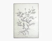 Camomile - cartel de impresión de lienzo de ilustración de planta botánica - dibujo de tinta de flor impresión decoración de pared 50cm x 70cm -CAMP2001