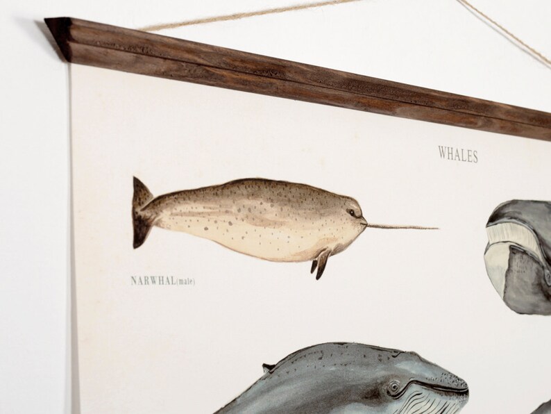 Véritable grande affiche en toile de baleines illustration tableau éducatif aquarelle d'animaux marins look vintage biologie marine biologiste original image 5