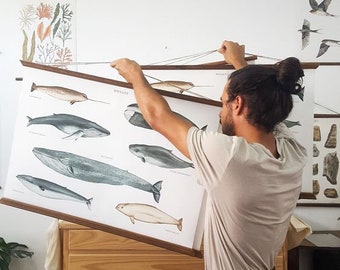 Cartel grande de lienzo de ballenas A1 - ilustración de animales marinos educativos arte animal marino impresión pintura de acuarela