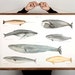 Large A1 Whales Canvas poster - science animal illustration educational sea animal art print watercolor painting