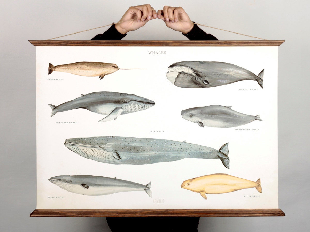 Grande Affiche de Toile Baleines Grande A1 - Illustration d'animal Science Éducative d'art Mer d'imp