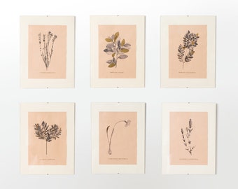 Serra Fora set of 6 botanical plants art illustration, watercolor and gold foil original framed art, vintage peach pink paper background