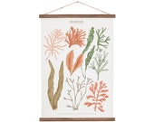 Seaweeds marine illustration Poster - cotton canvas handmade educational chart, red and pink botanical watercolor art print