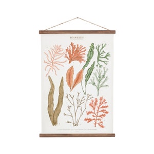 Seaweeds marine illustration Poster cotton canvas handmade educational chart, red and pink botanical watercolor art print image 1