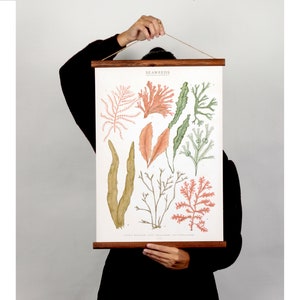 Seaweeds marine illustration Poster cotton canvas handmade educational chart, red and pink botanical watercolor art print image 8