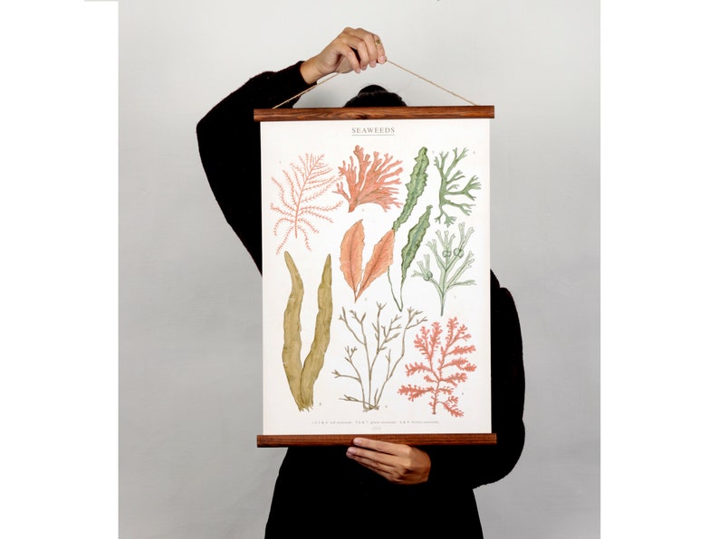 Seaweeds marine illustration Poster cotton canvas handmade educational chart, red and pink botanical watercolor art print image 8