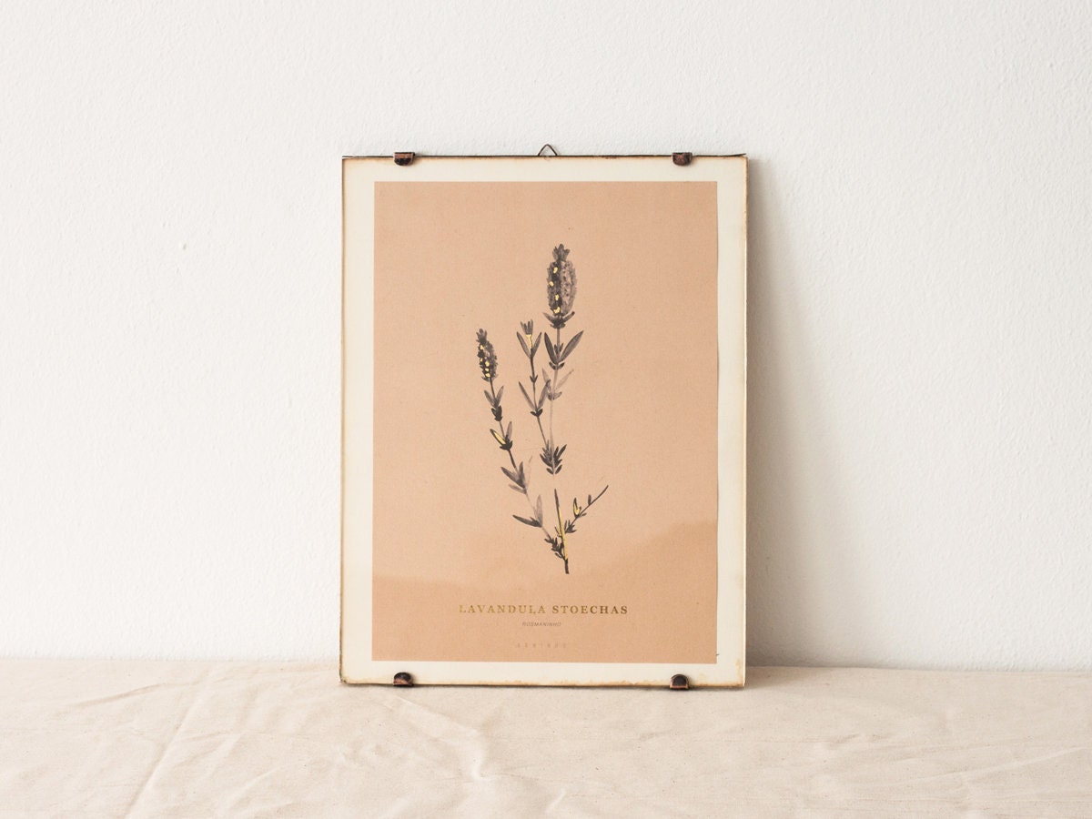 Lavandula Stoechas - Impression d'aquarelle Botanique de Fleur Pressée Lavande Sauvage, Peinture Min