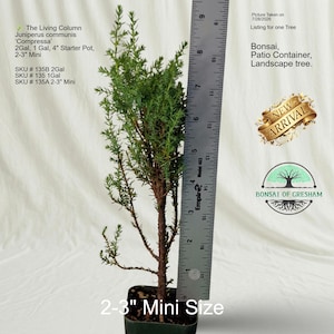 Juniperus communis ‘Compressa’ | Compressa Juniper | 2-4" Pot, #1 Gal Pot or #2 Gal Pot.