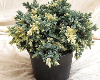 Juniperus Squamata Floriant, Variegated Dwarf Juniper, Pre-Bonsai Collector Plant 1 Gal Nursery Pot