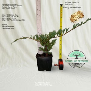 May include: A Juniperus horizontalis Blue Chip Creeping Juniper plant in a black 3.5-inch wide by 3-inch tall pot. A yellow measuring tape shows the plant height and width. Text includes plant details, SKU numbers, and Bonsai of Gresham logo.